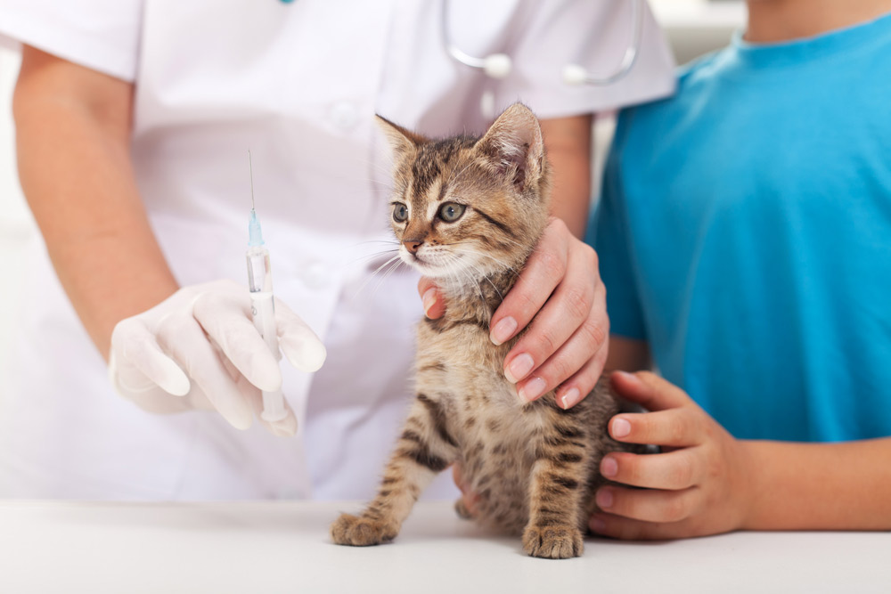 Feline Vaccination