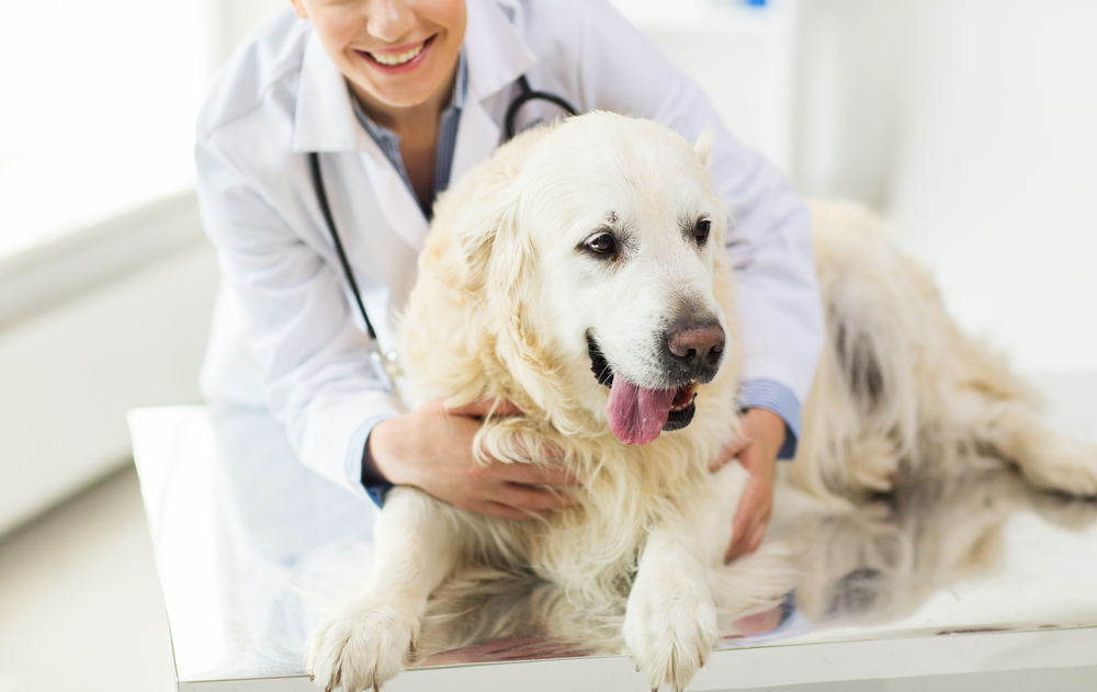 Wooded Acres Animal Hospital Offers Diagnostics for Pet Health