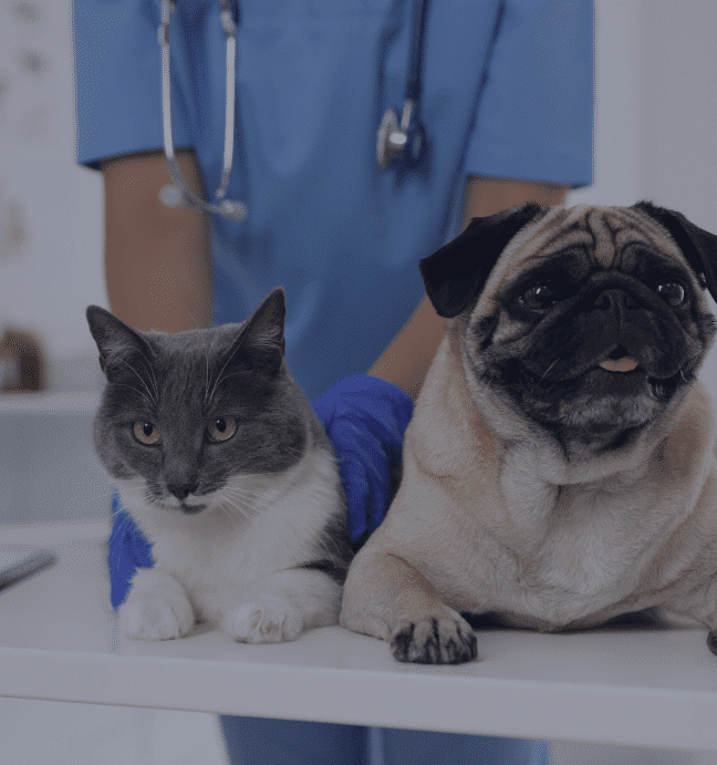Cat and dog at the veterinarian in Middle Island NY