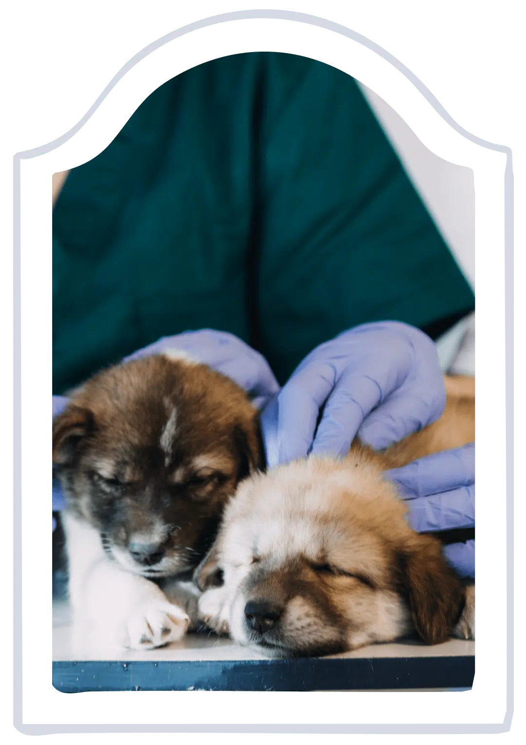 Puppies at the veterinarian in Middle Island NY