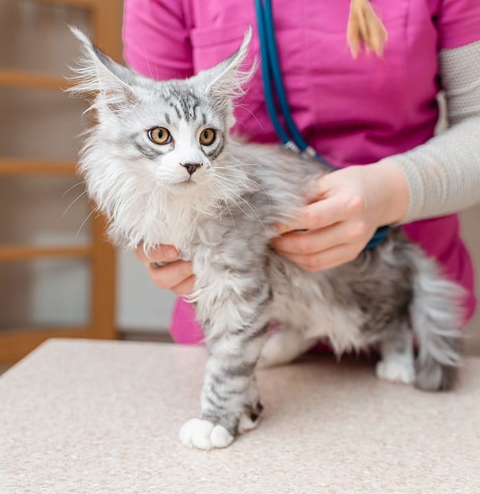 Cat at a wellness exam in Middle Island NY