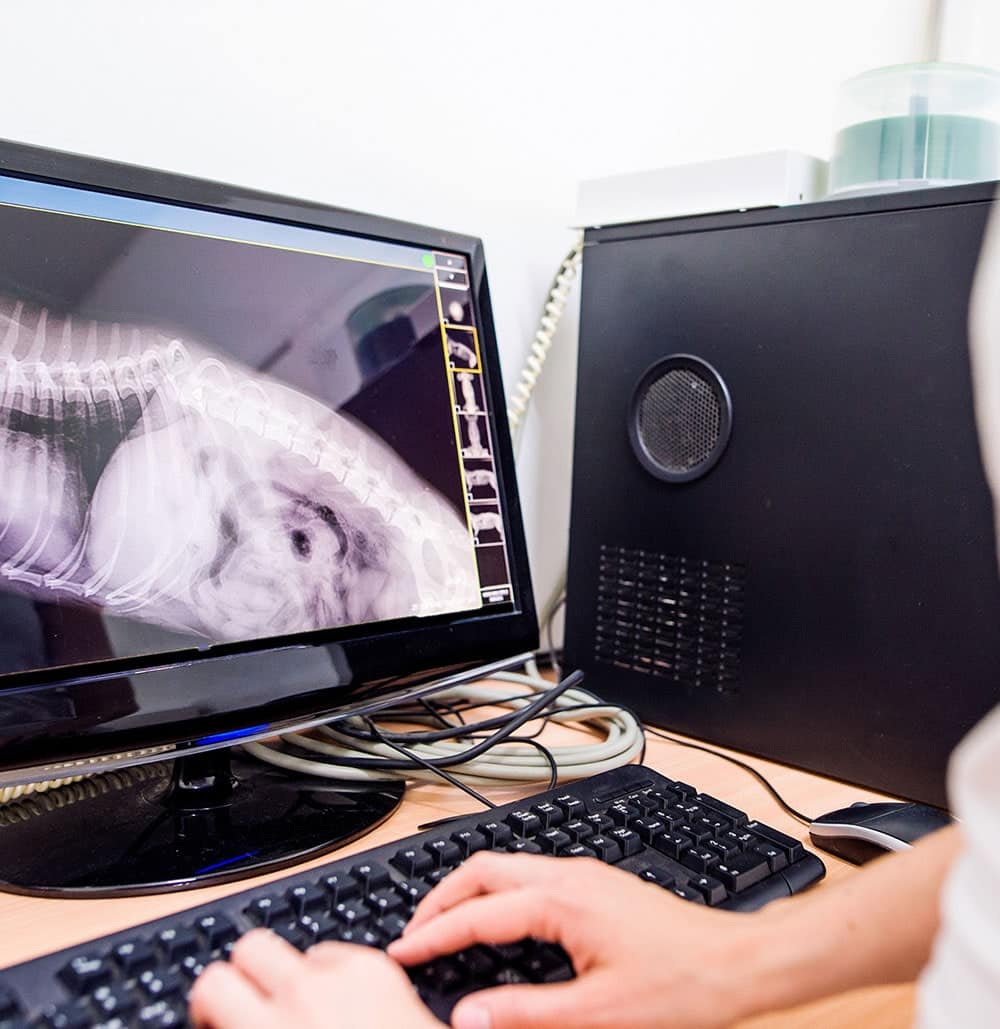 Veterinary xray at Wooded Acres Animal Hospital in Middle Island NY