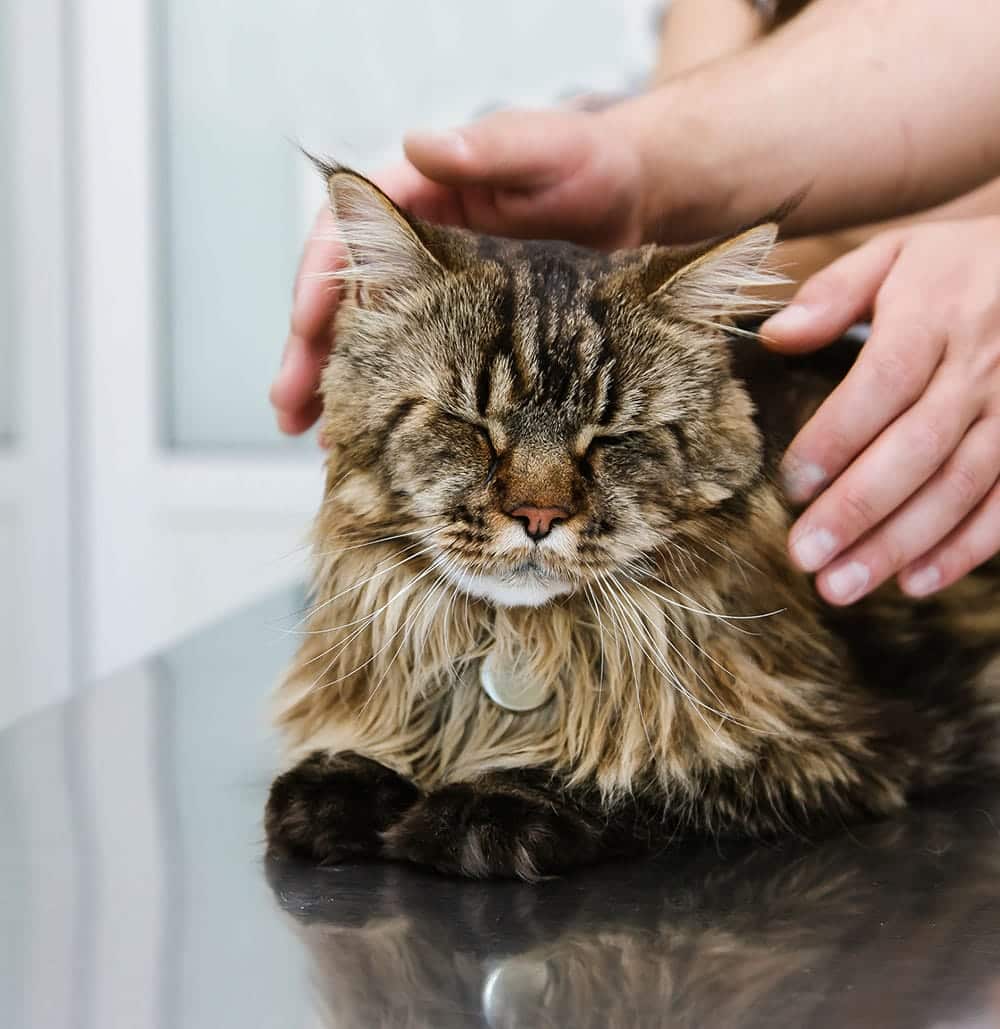 Cat at a wellness exam in Middle Island NY