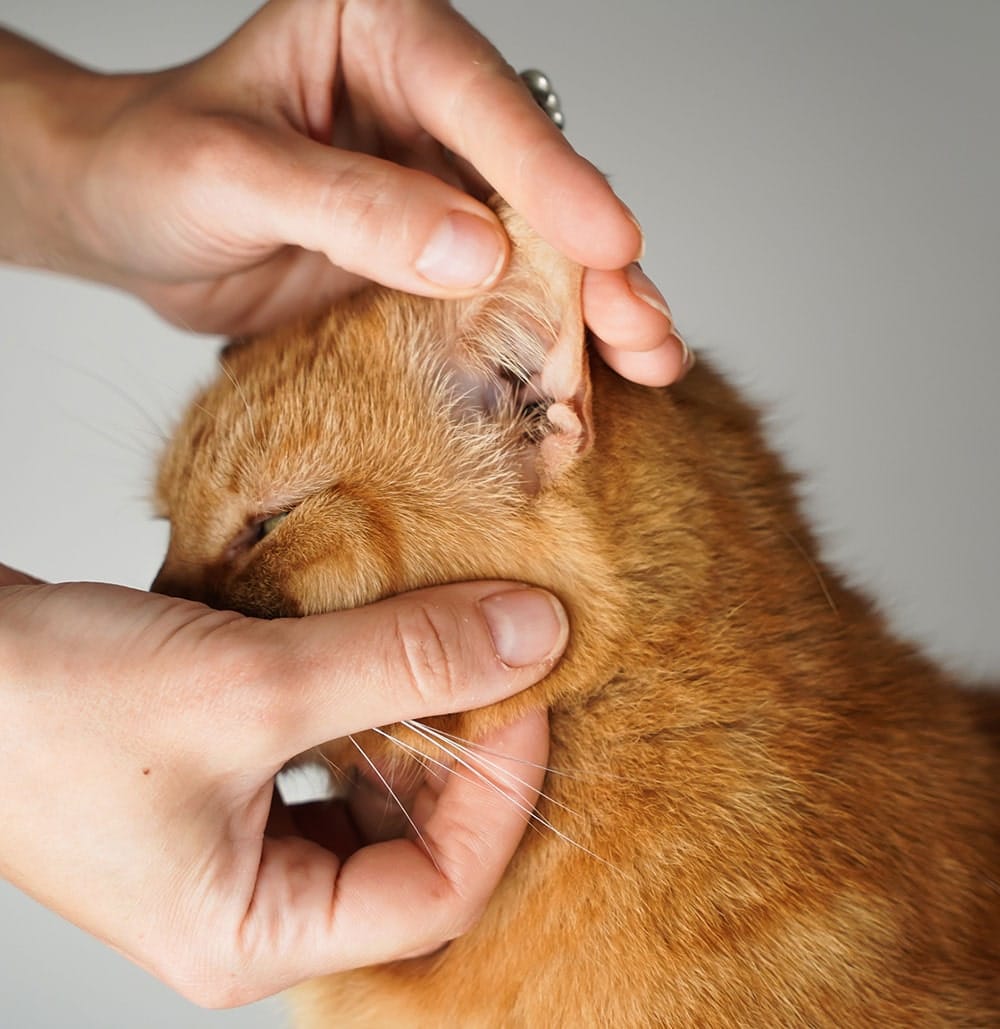Cat at a wellness exam in Middle Island NY