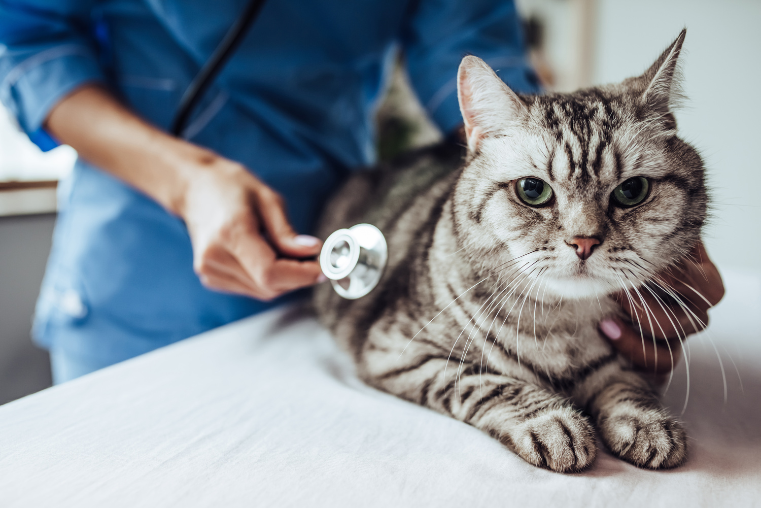 Cat at a preventive veterinary visit in Middle Island NY