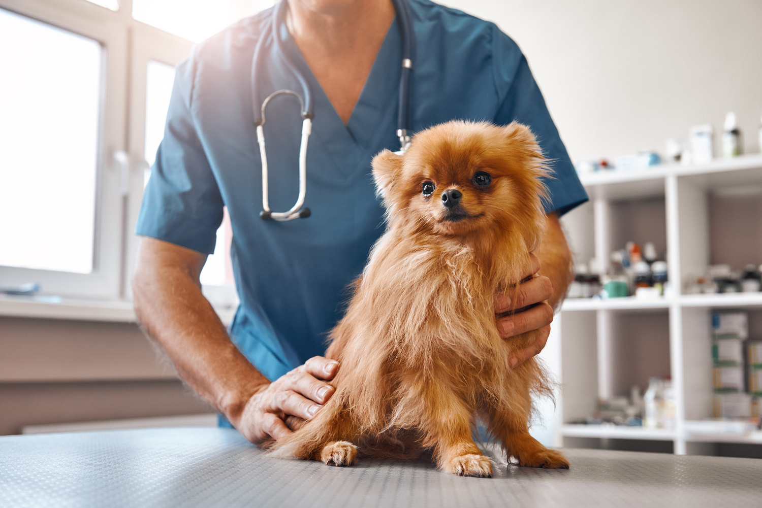 Dog at a sick visit with Wooded Acres Animal Hospital in Middle Island