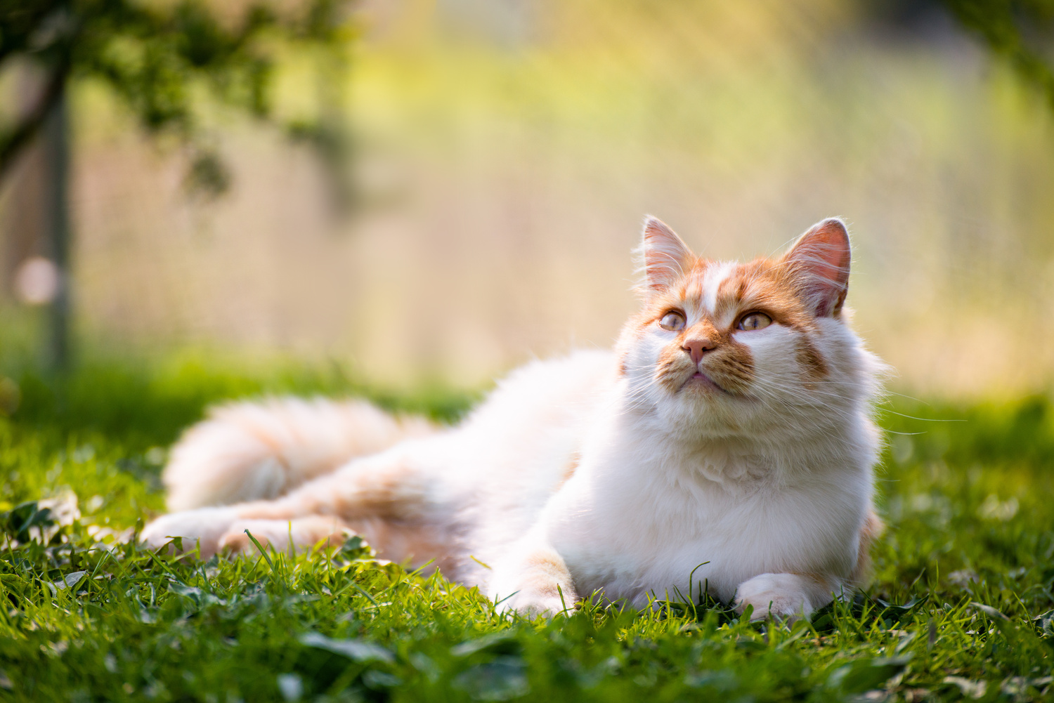 Cat happy and healthy after pet surgery in Middle Island