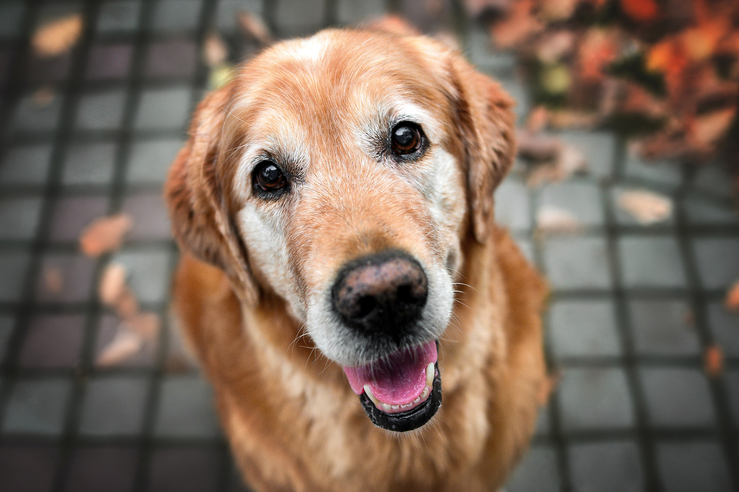 Senior dog happy and healthy after a senior pet care visit in Middle Island