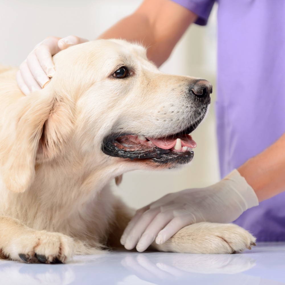 Dog at Wooded Acres Animal Hospital for a veterianry surgery in Middle Island NY