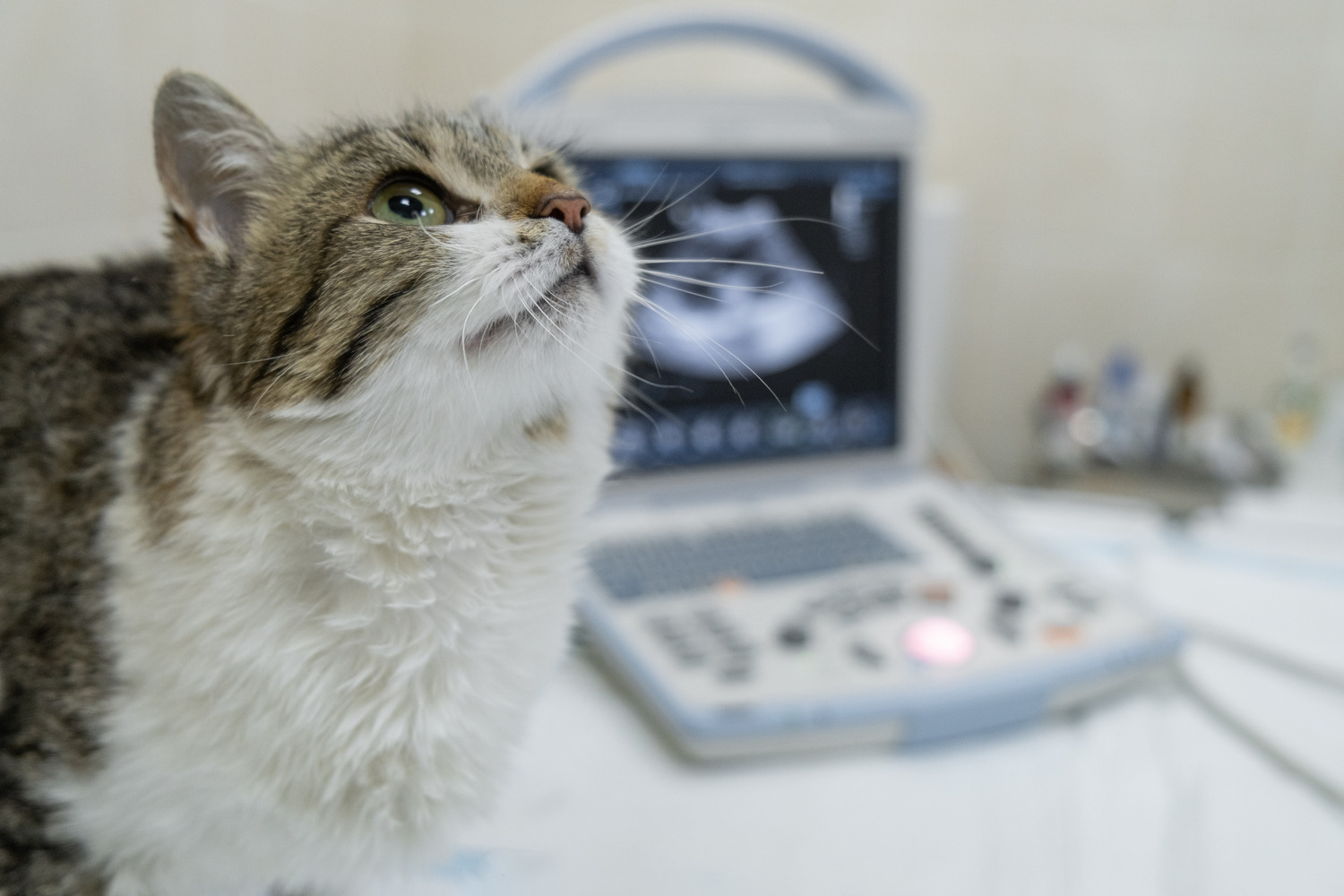 Cat recieving veterinary diagnostics in New York
