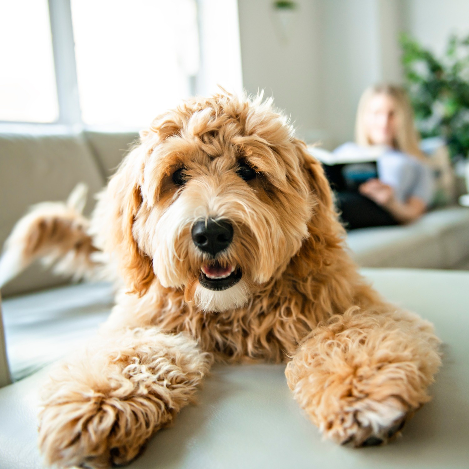 Dog rests at home after a diagnostic appointment at the vet in Middle Island NY