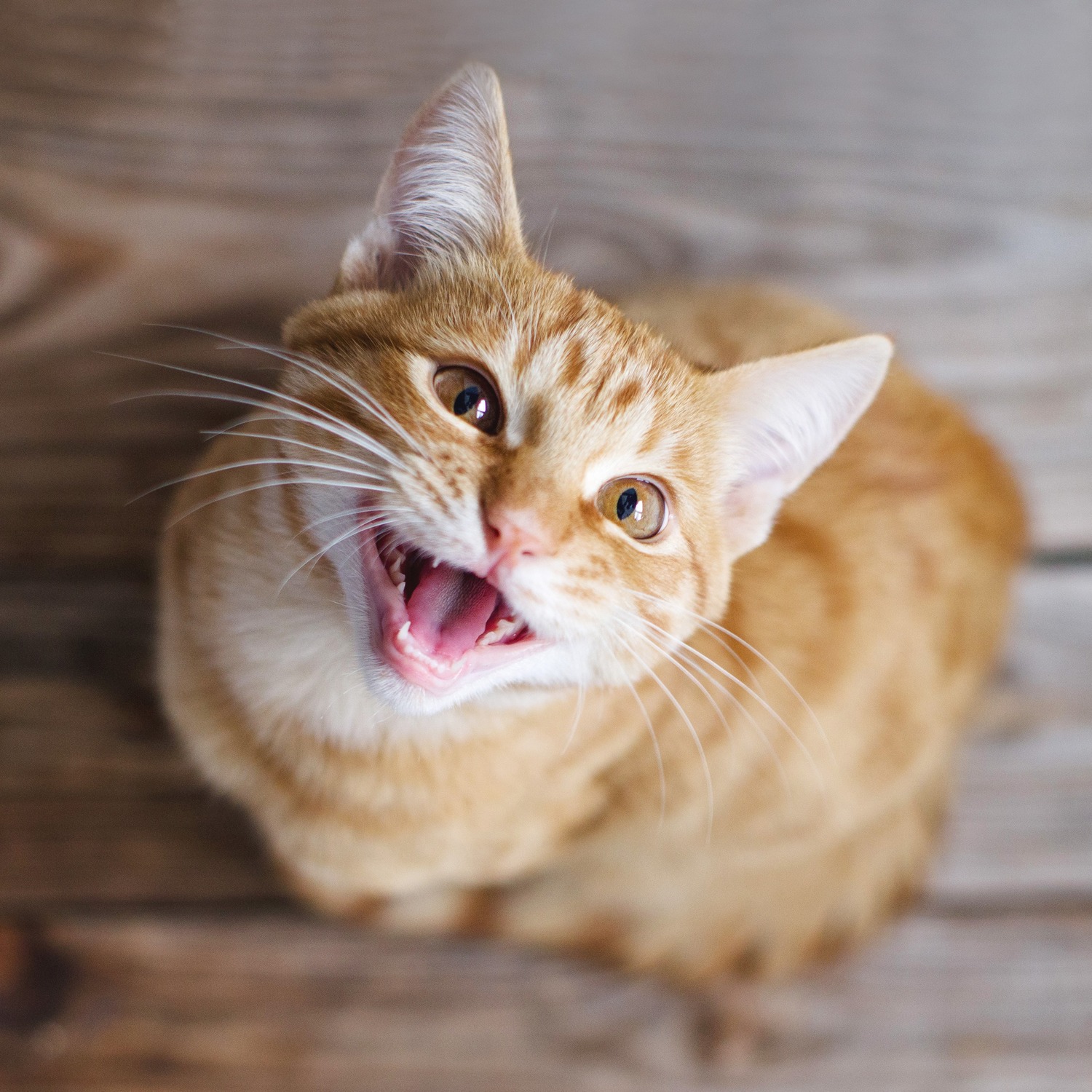Cat showing off his clean teeth after veterinary dental care in Middle Island NY