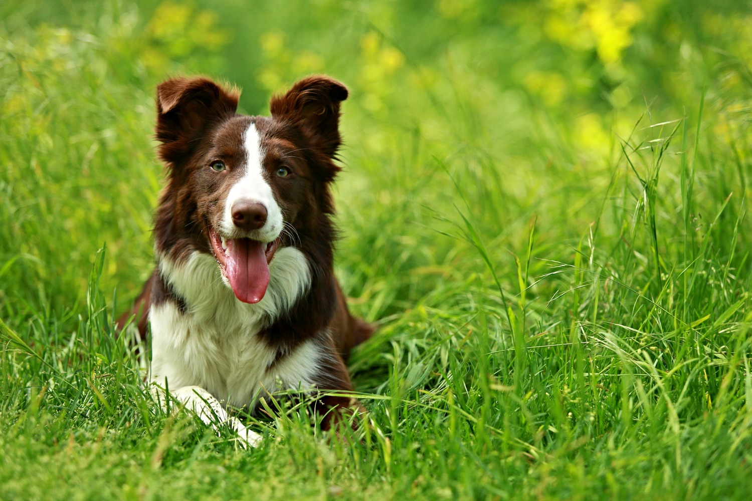 Healthy dog plays in the grass on his way to a veterinary exam in Middle Island
