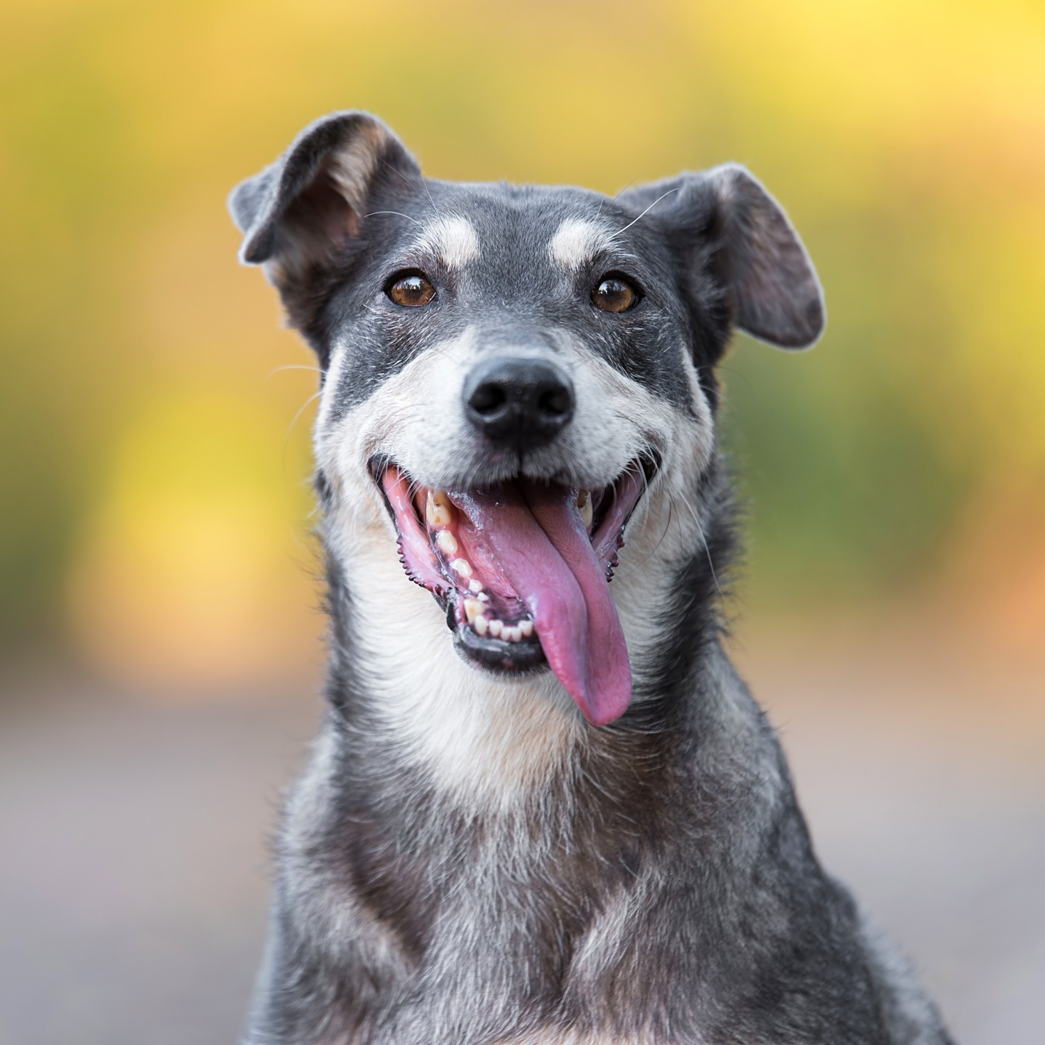 This dog smiles at the camera healthy after diagnostic pet bloodwork in Middle Island