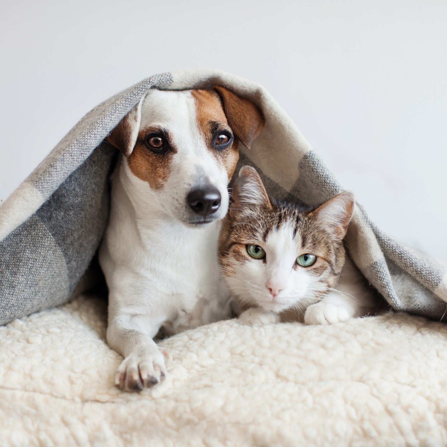 Dog and cat cuddle under a blanket relaxing after a spay and neuter  surgery in Middle Island NY